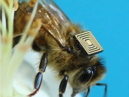 rfid bee tracking